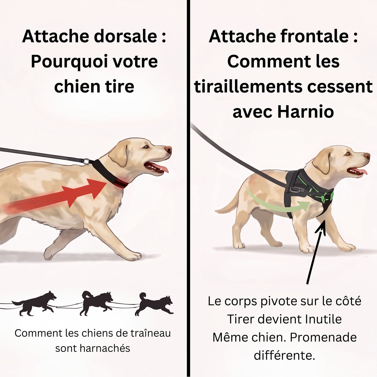 Harnais anti-traction pour chien