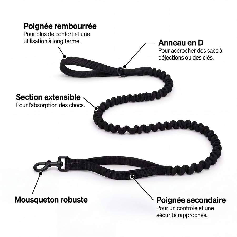 Laisse bungee élastique offerte