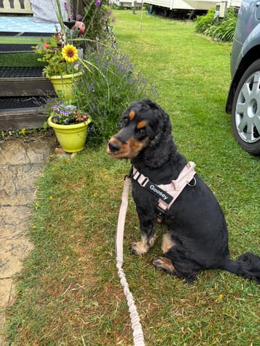 Dès la première balade, un autre chien