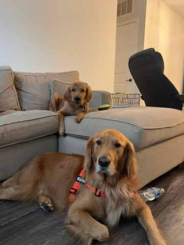 Dès la première balade, un autre chien
