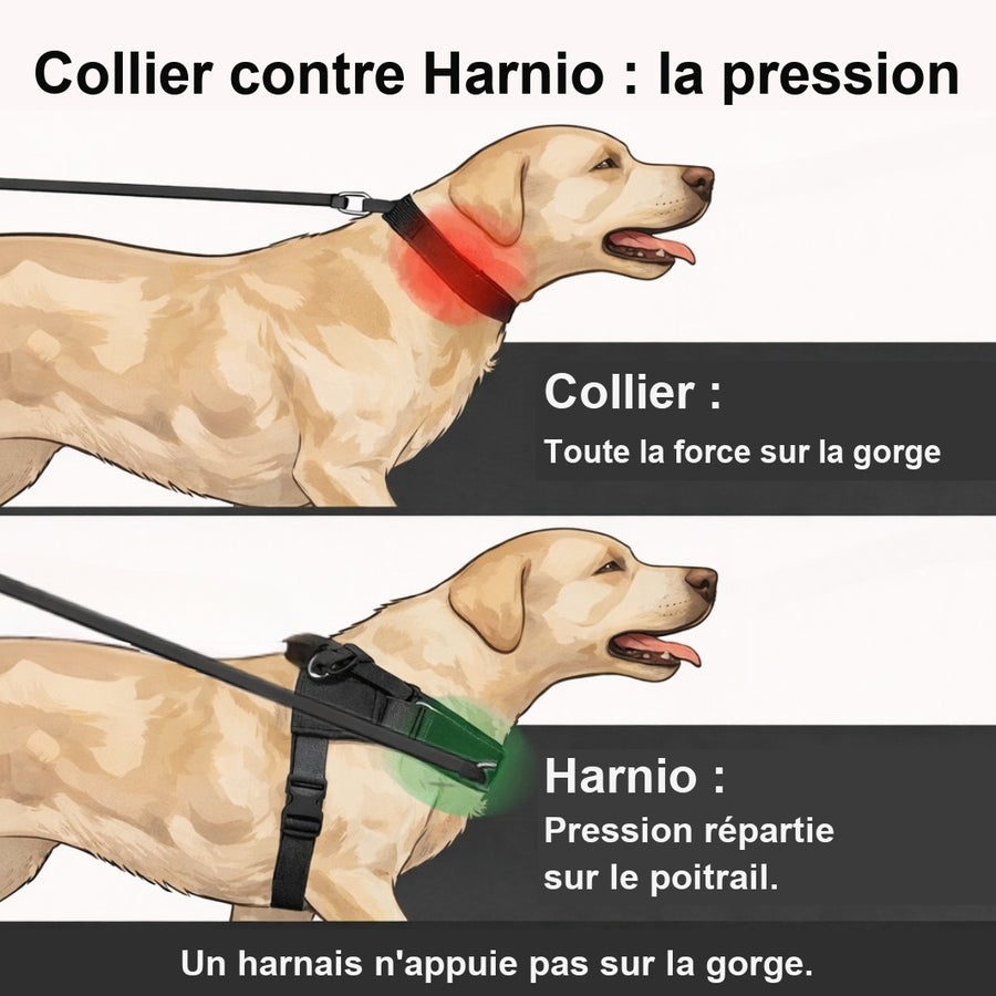 Collier contre harnais : où se répartit la pression