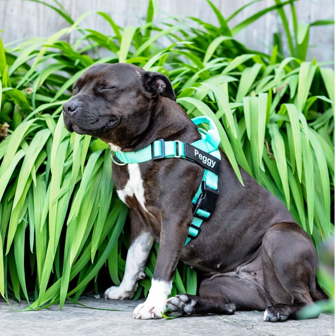 Harnais anti-traction pour chien - 3
