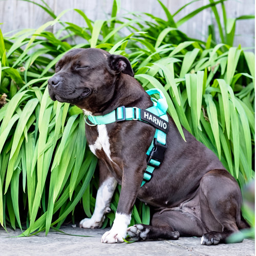 Harnais anti-traction pour chien